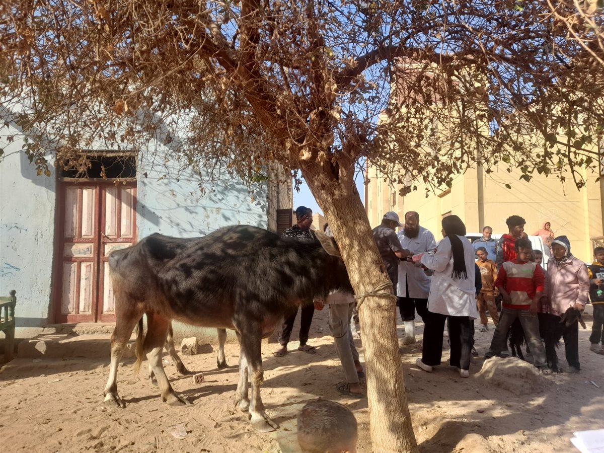 الزراعة تطلق قوافل بيطرية مجانية في قرى سوهاج