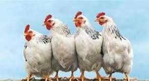 أسعار الفراخ البيضاء اليوم 26 يناير 2026