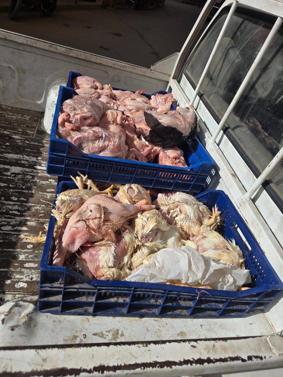 محافظة الجيزة تضبط دواجن فاسدة قبل بيعها للمواطنين بالهرم