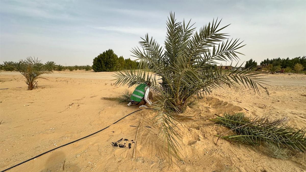 &nbsp;مشروع وقف النخيل في الوادي الجديد