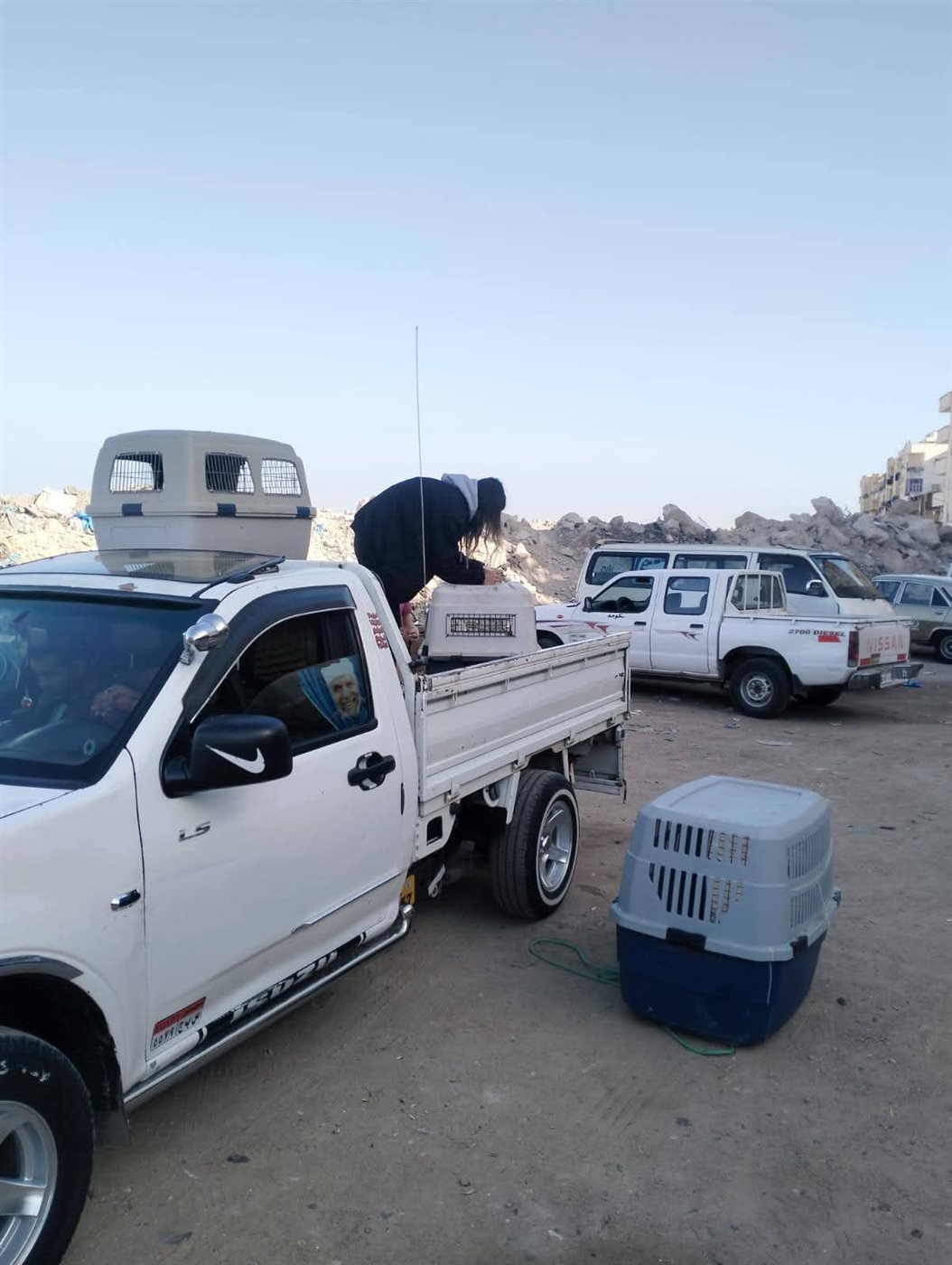 حملات تطعيم الكلاب الضالة بالغردقة 