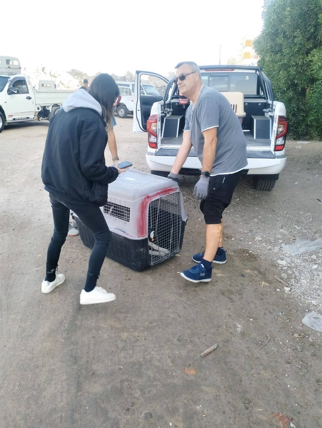 حملات تطعيم الكلاب الضالة بالغردقة 