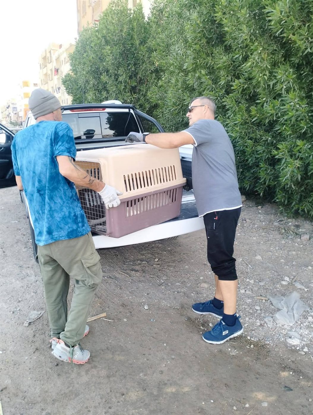 حملات تطعيم الكلاب الضالة بالغردقة 