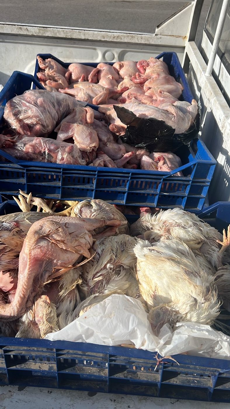 مصنعات ومقطعات اللحوم وهياكل الدواجن الفاسدة&nbsp;