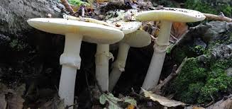 فطر قبعة الموت