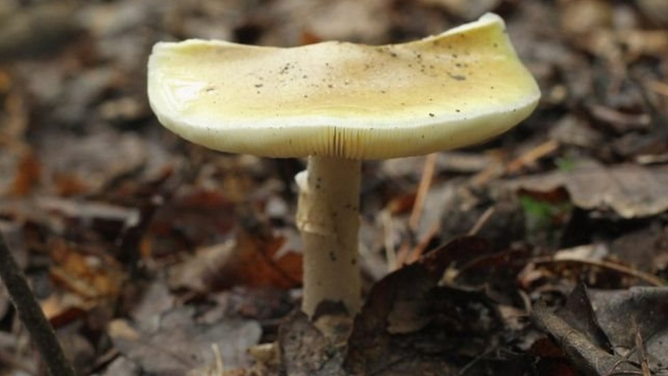 فطر قبعة الموت