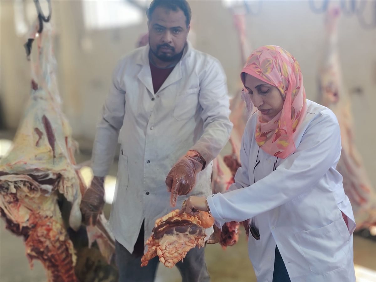 إعدام عجل وزنه 600 كجم بمجزر الحبيل