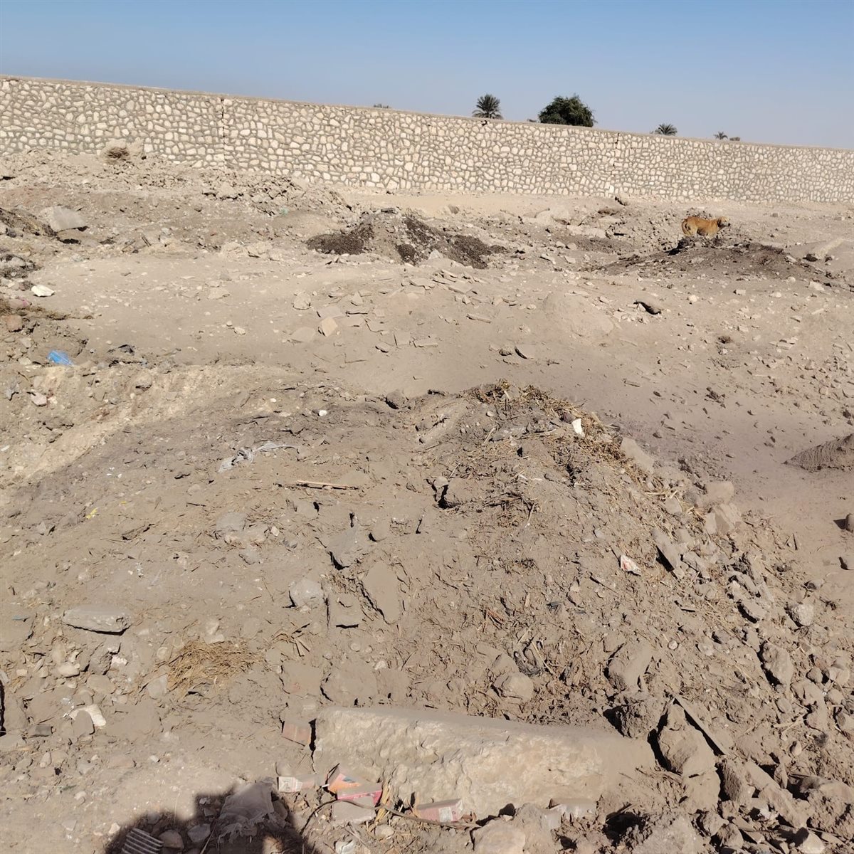 إعدام عجل وزنه 600 كجم بمجزر الحبيل