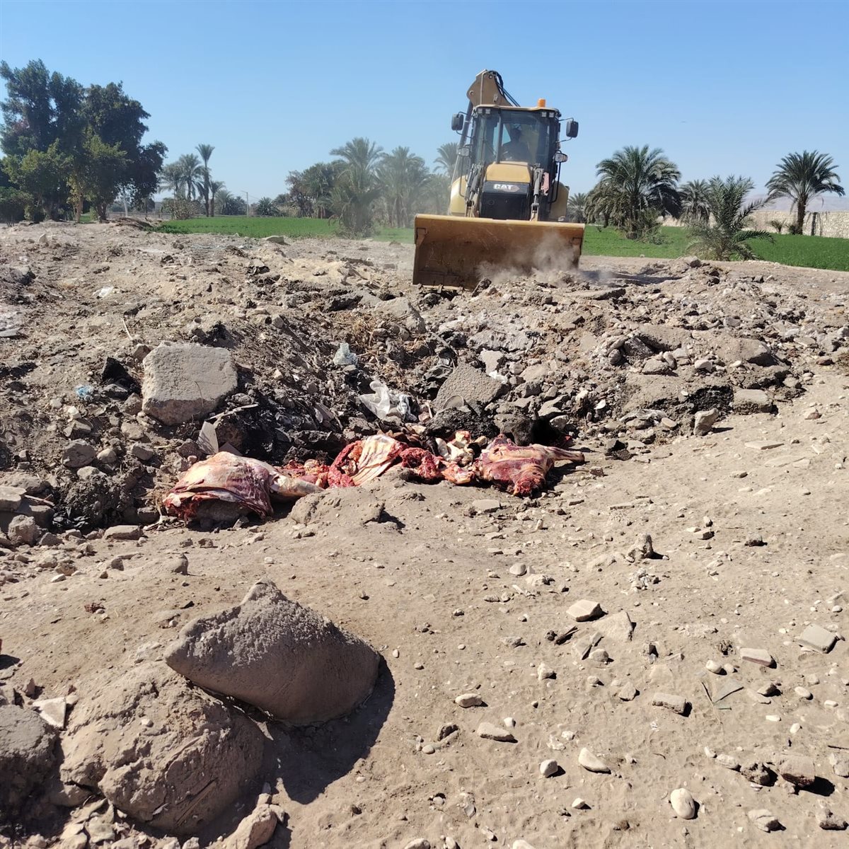 إعدام عجل وزنه 600 كجم بمجزر الحبيل
