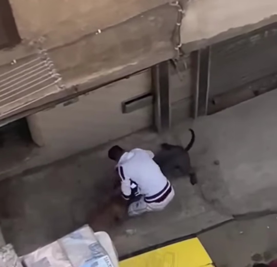 تعدي كلاب على قطة