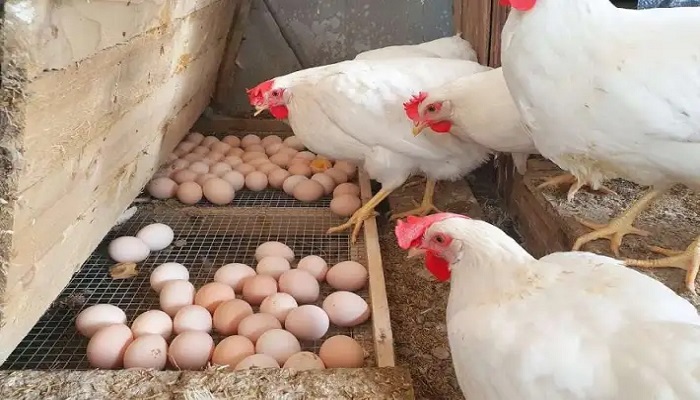 بورصة الدواجن اليوم الأربعاء