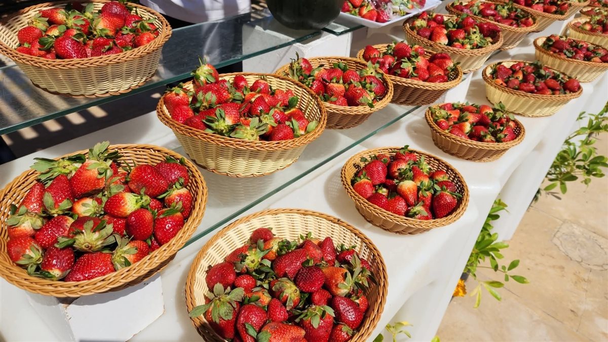 مهرجان الفراولة بشواطئ مرسى علم 