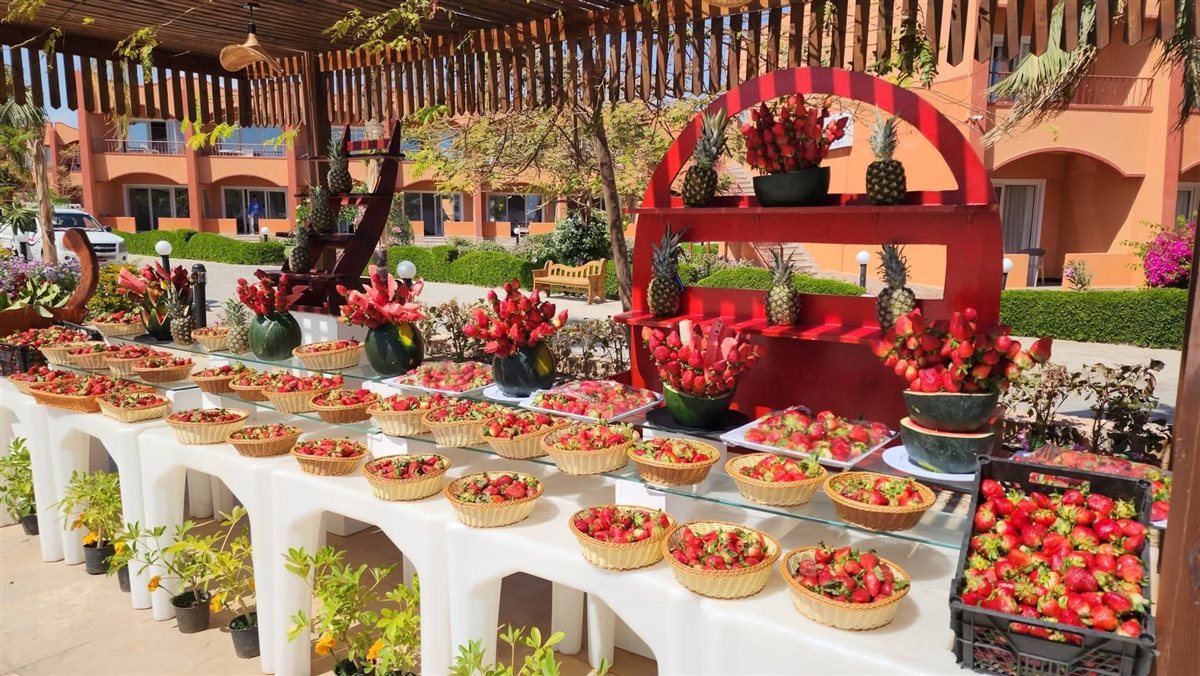 مهرجان الفراولة بشواطئ مرسى علم 