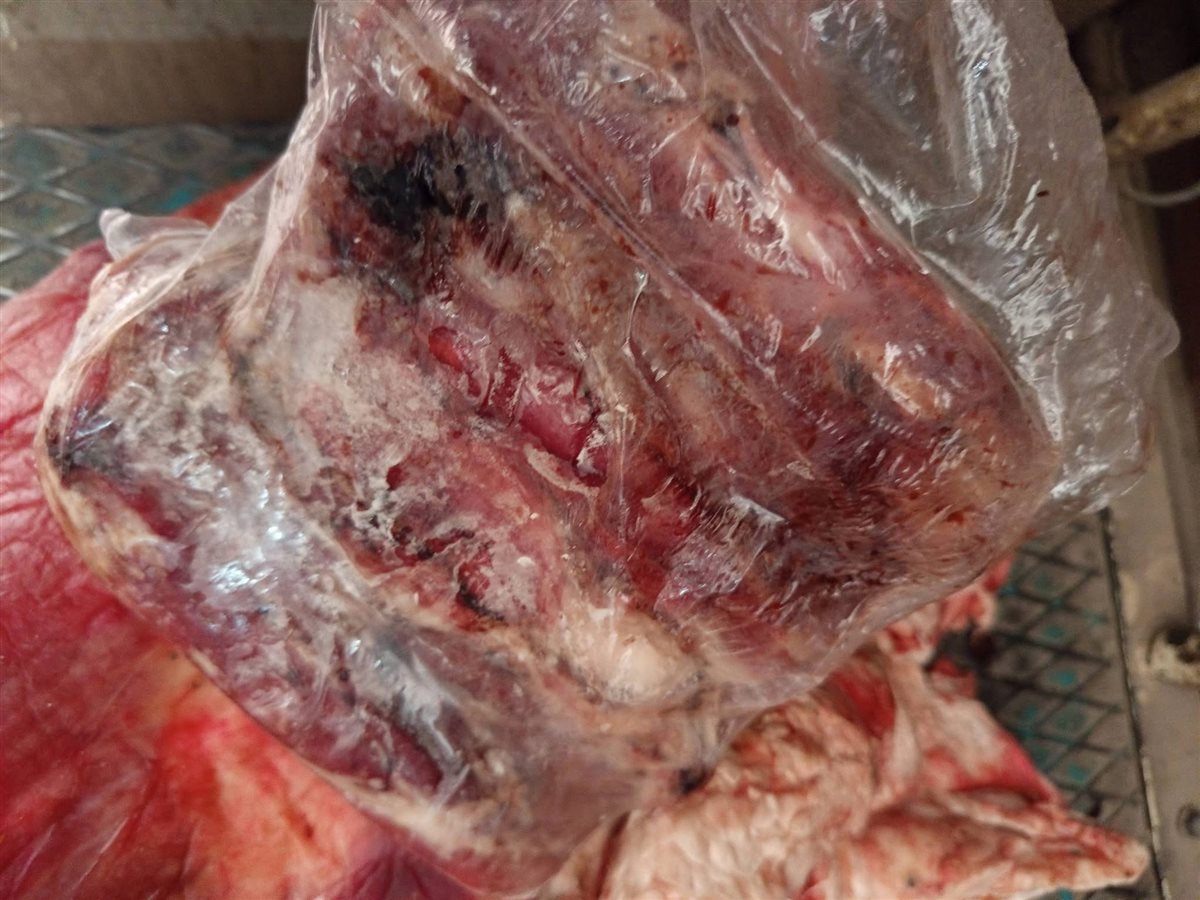 حملة للطب البيطري بالأقصر&nbsp;