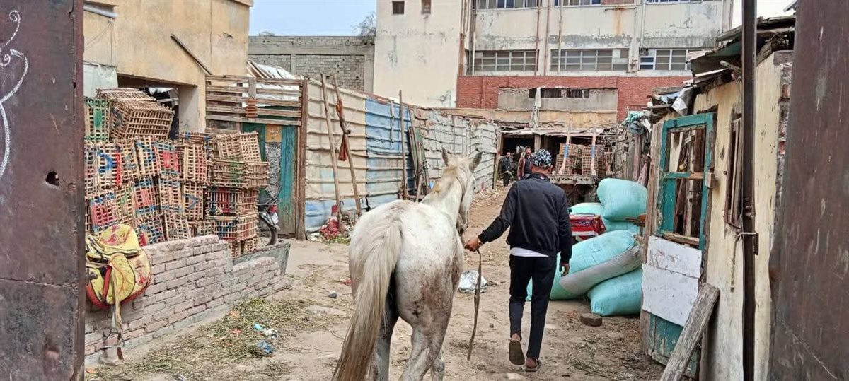 حملة مكبرة لمواجهة الدواب السائبة بحي الضواحي ببورسعيد