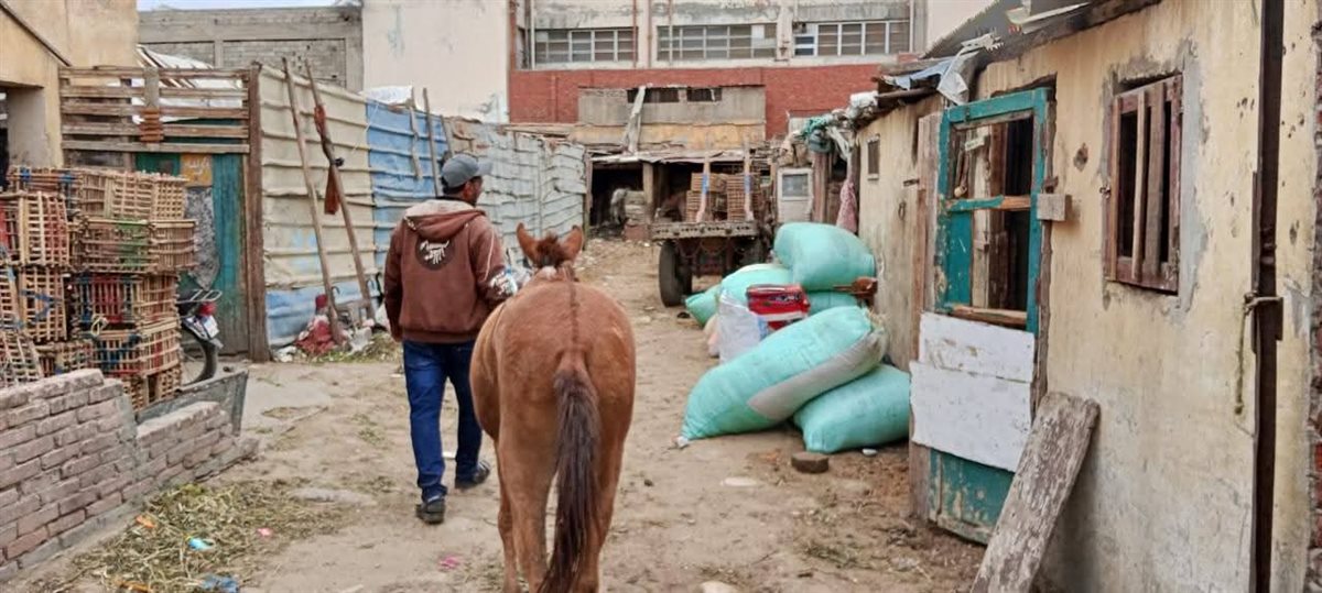 حملة مكبرة لمواجهة الدواب السائبة بحي الضواحي ببورسعيد