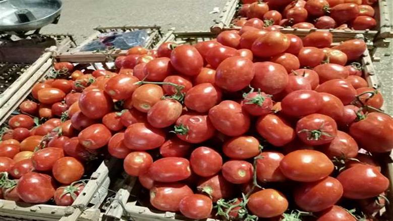 سعر الطماطم اليوم