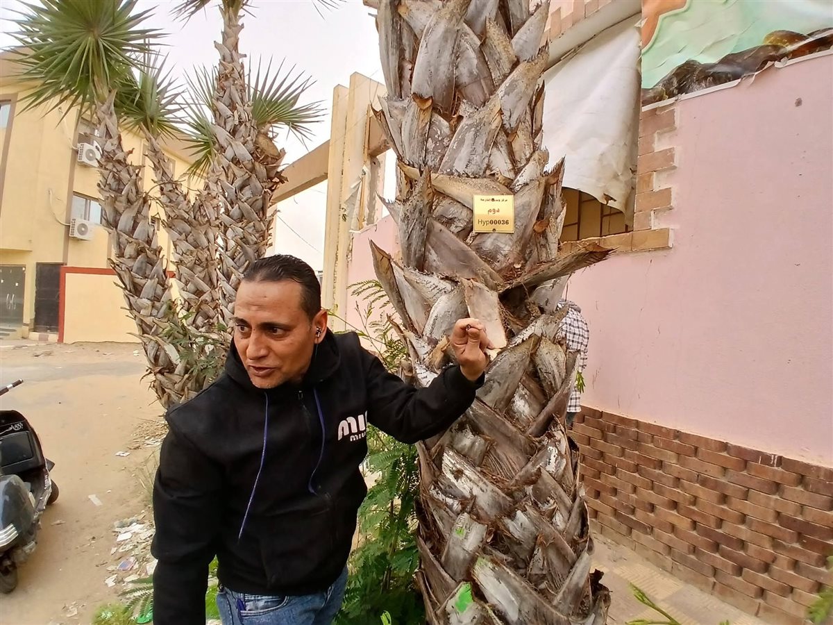 تكويد الاشجار في شوارع الوادى الجديد