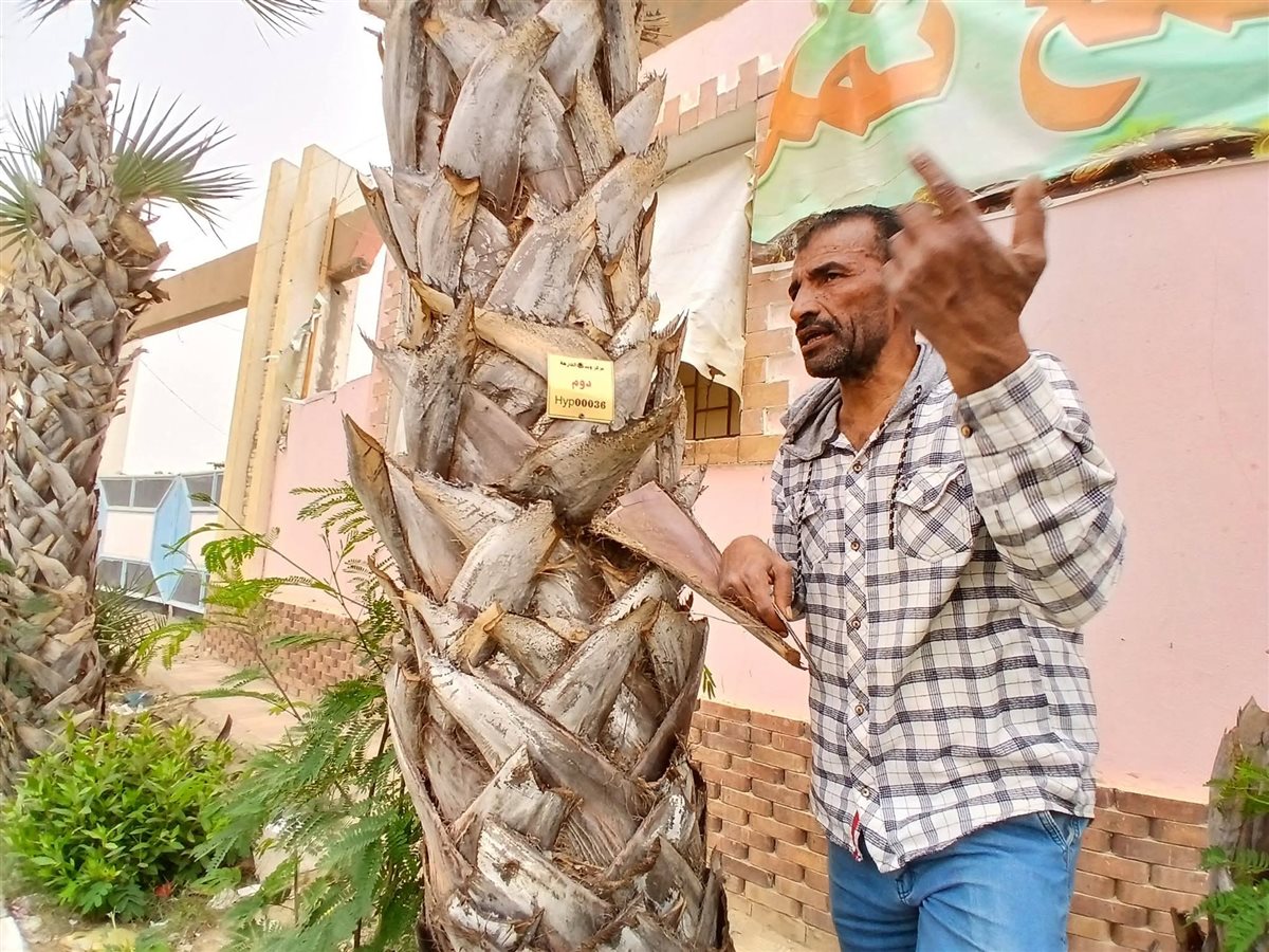تكويد الاشجار في شوارع الوادى الجديد
