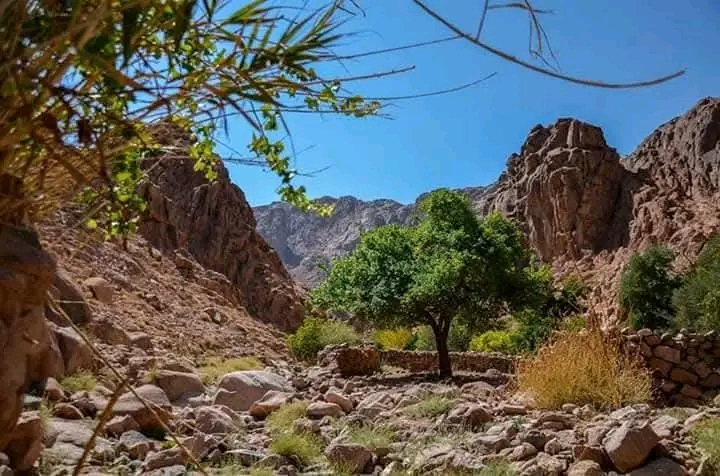 وادي الرمان بسانت كاترين