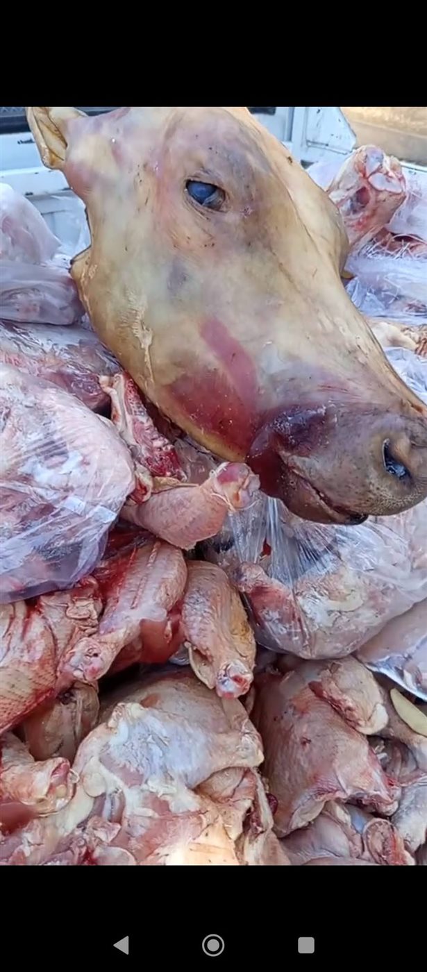 حملات الطب البيطري بالأقصر&nbsp;