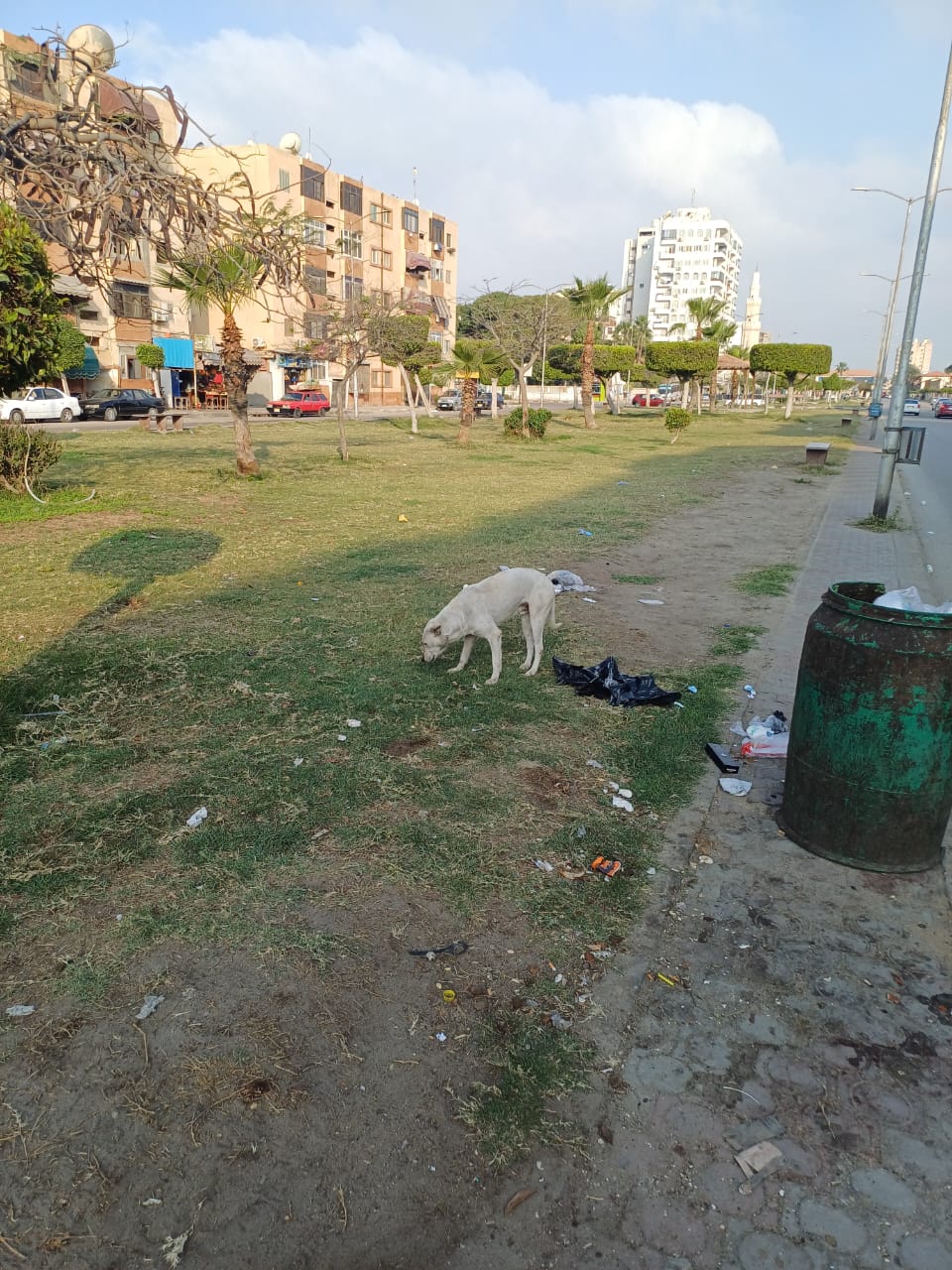 التعامل مع الكلاب الضالة ببورسعيد 