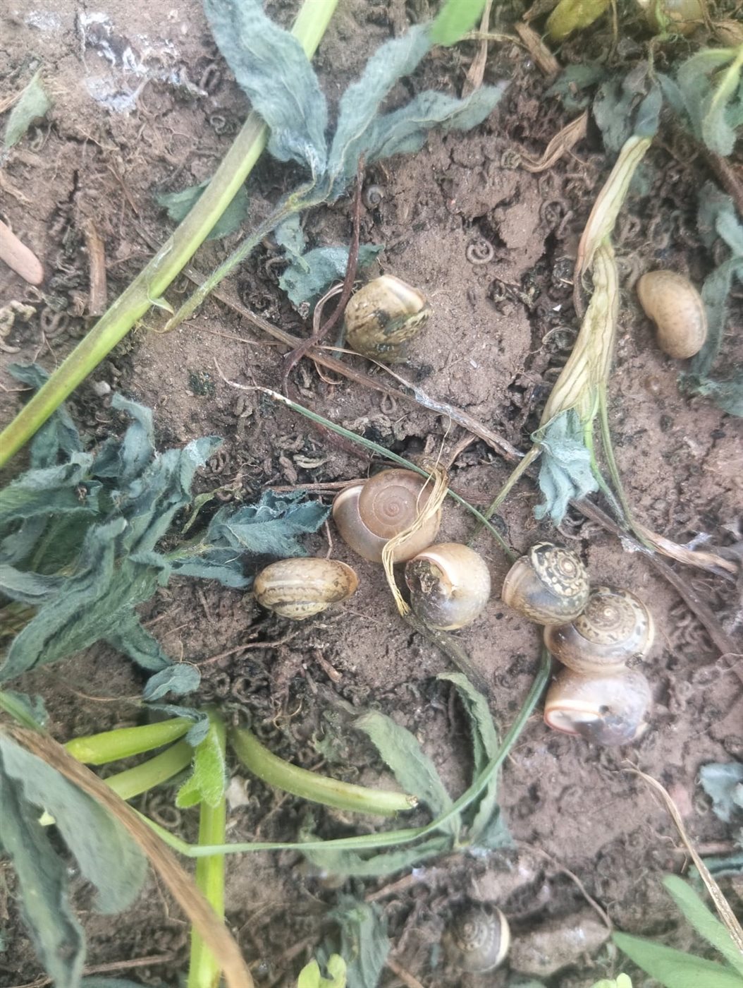 مديرية الزراعة في قرية شطورة