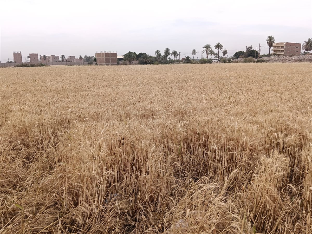 محصول القمح