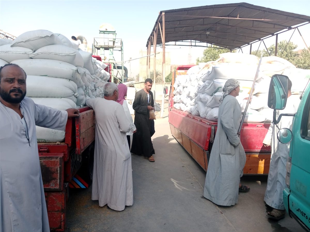 تموين الأقصر تتسلم 152.2 طن من القمح