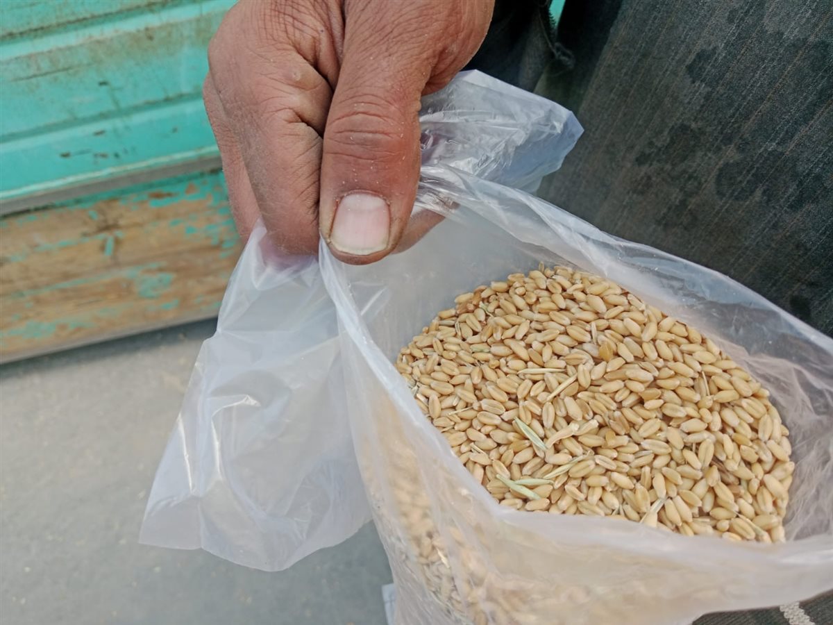 تموين الأقصر تتسلم 152.2 طن من القمح