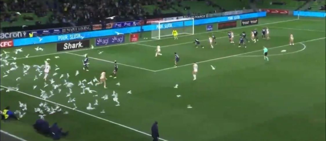سرب طيور يقتحم مباراة في الدوري الأسترالي&nbsp;