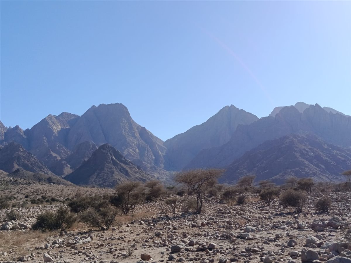 واحة الضباب في جبل علبة 