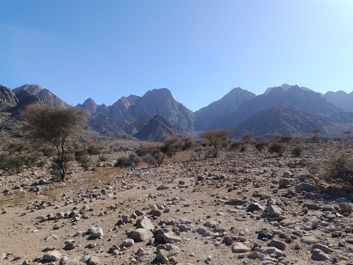 واحة الضباب في جبل علبة 