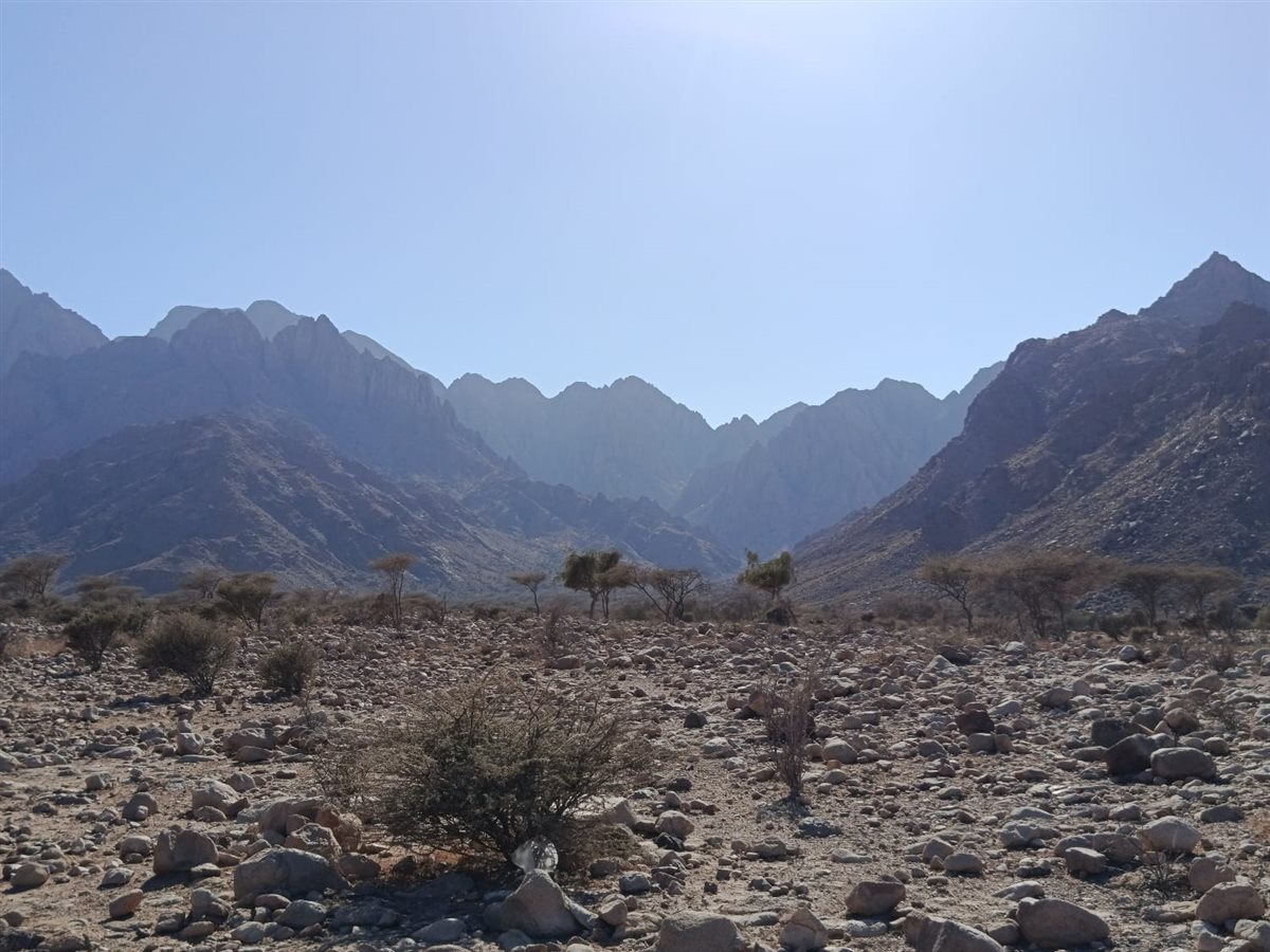 واحة الضباب في جبل علبة 