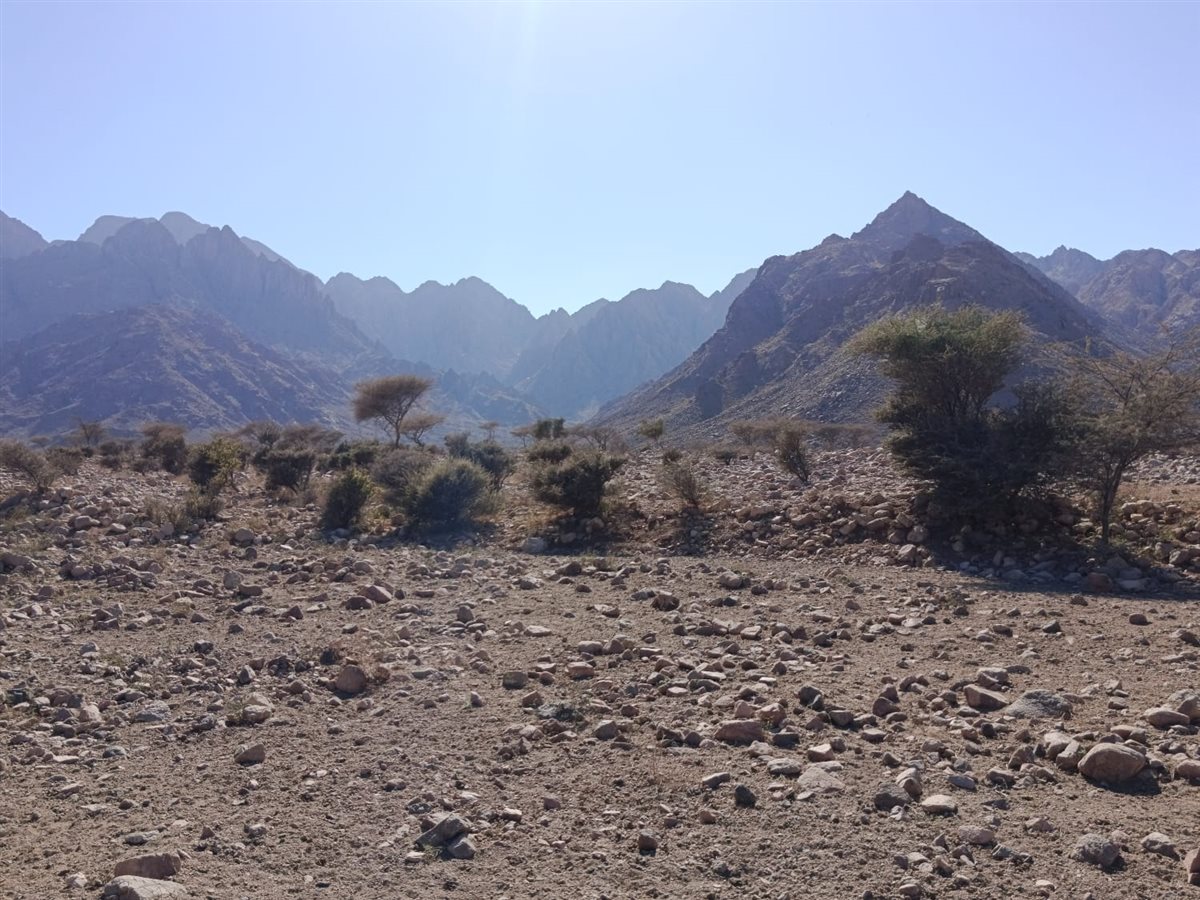 واحة الضباب في جبل علبة 