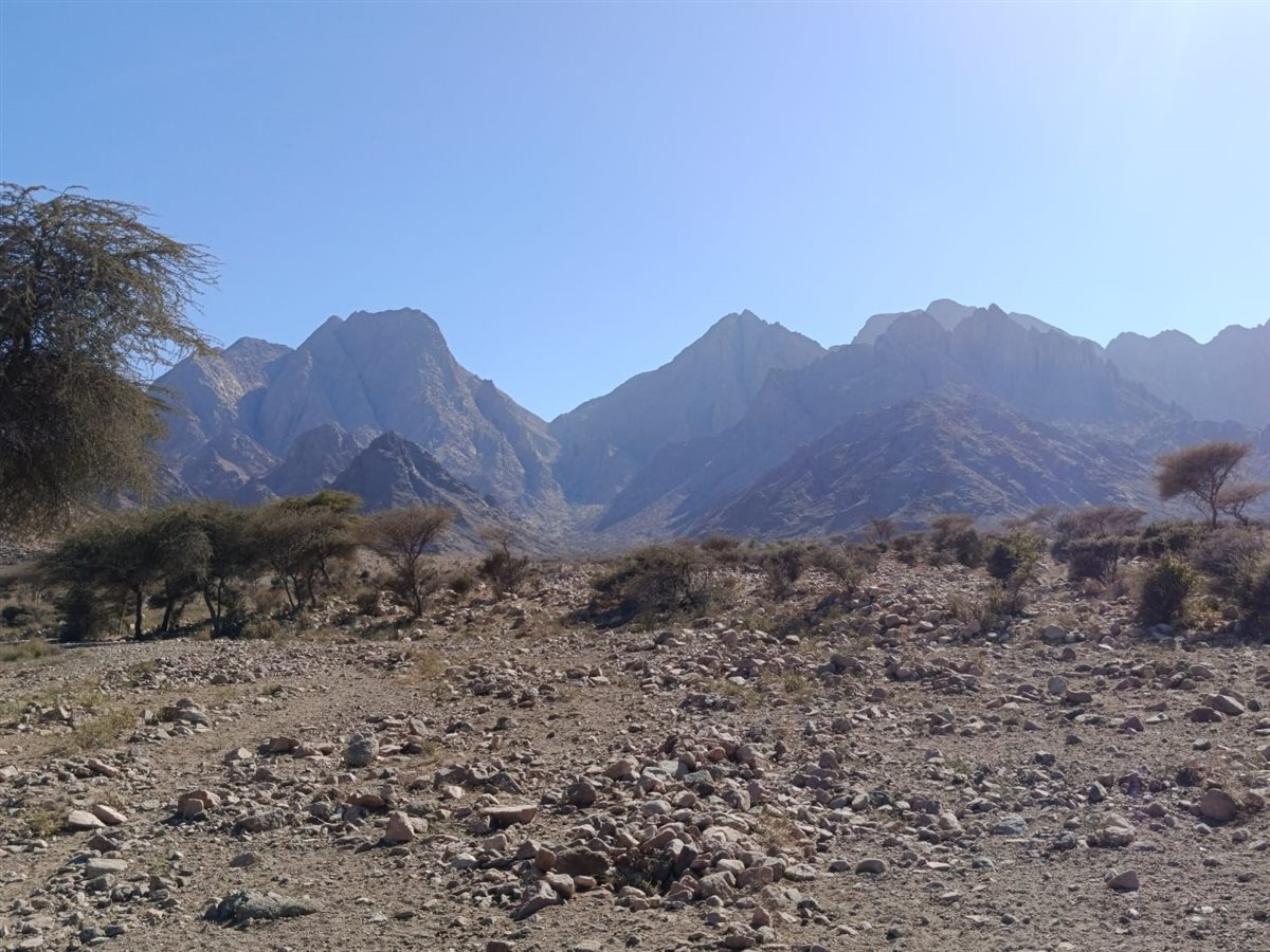 واحة الضباب في جبل علبة 