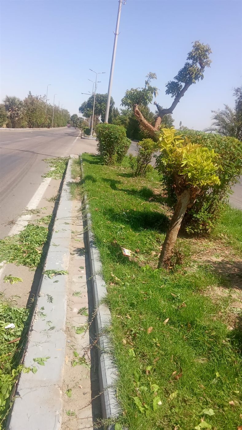 حملات تشجير ونظافة بالأقصر&nbsp;