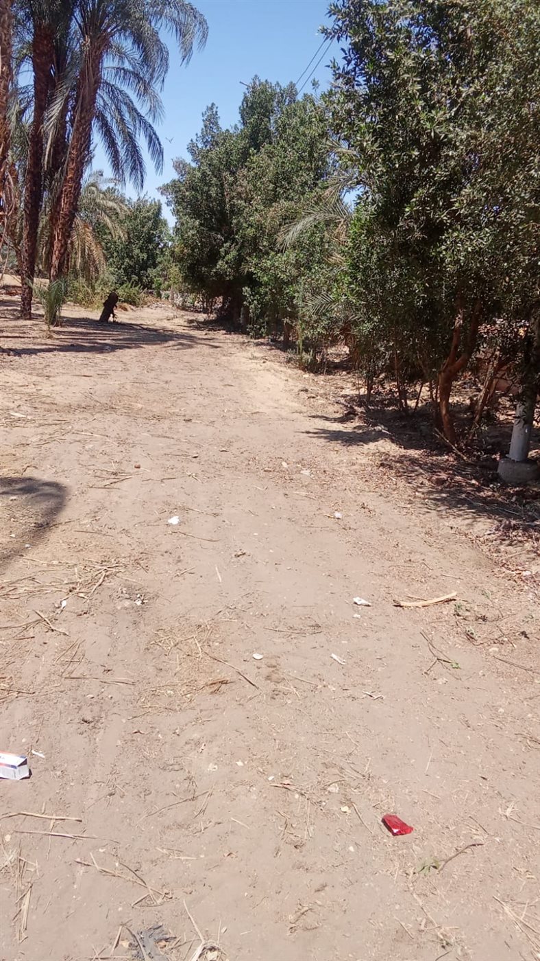 حملات تشجير ونظافة بالأقصر&nbsp;