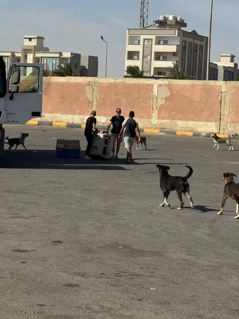 حملة لإجراء عمليات تعقيم للكلاب الضالة بالغردقة 