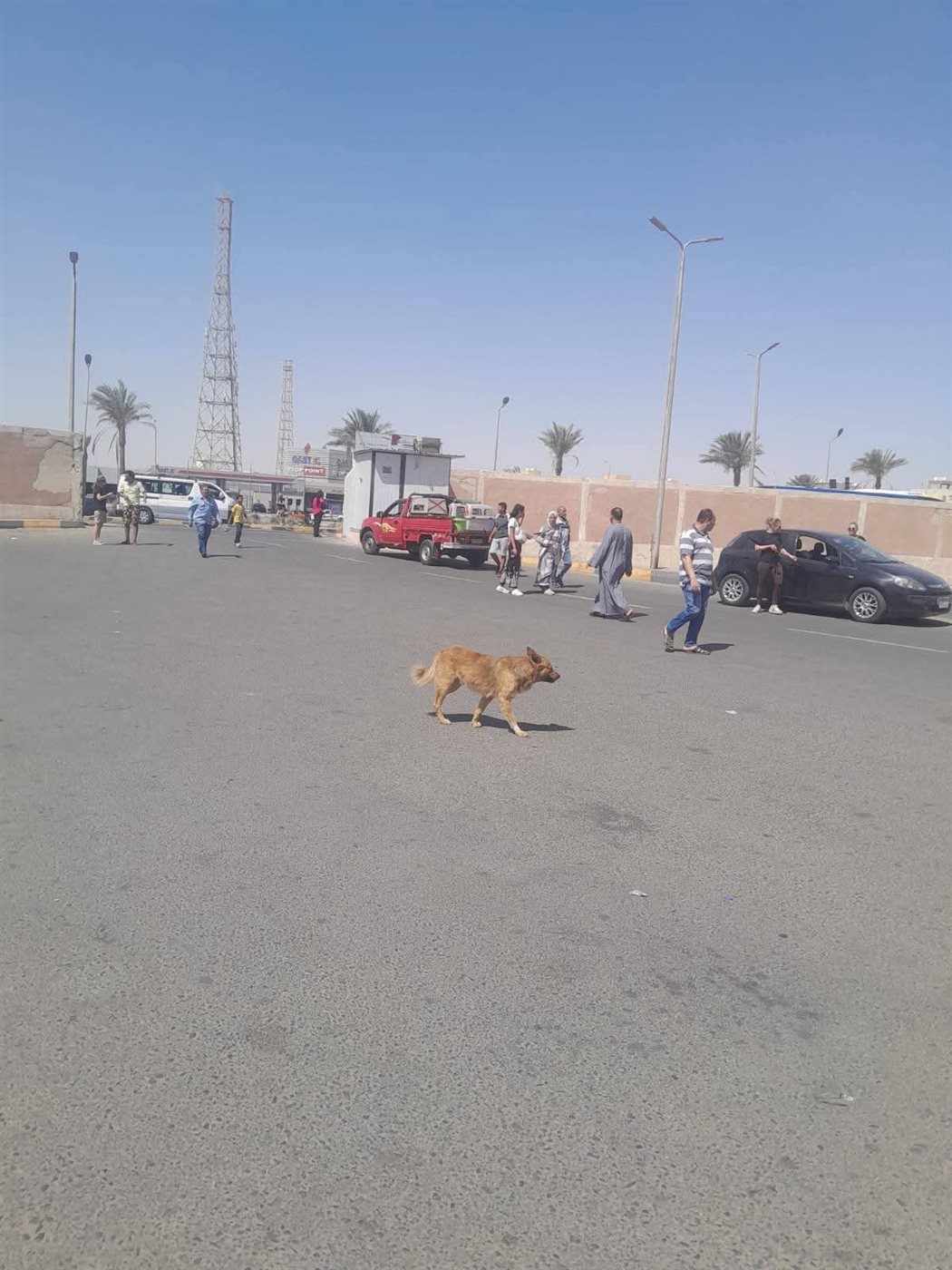 حملة لإجراء عمليات تعقيم للكلاب الضالة بالغردقة 