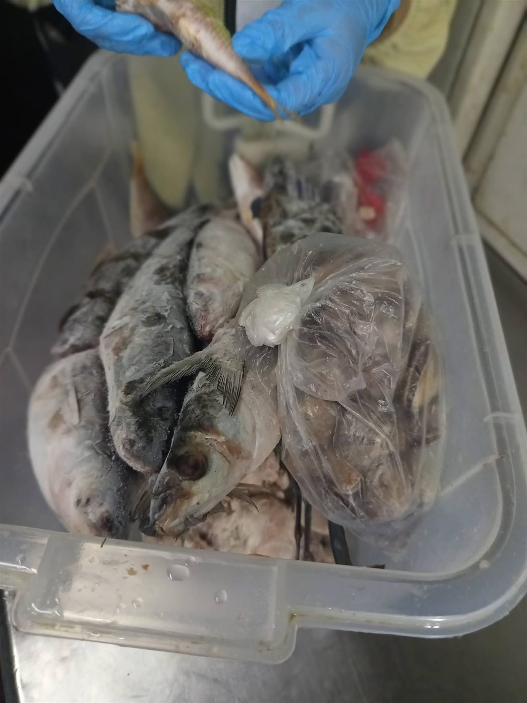 حملات الطب البيطري