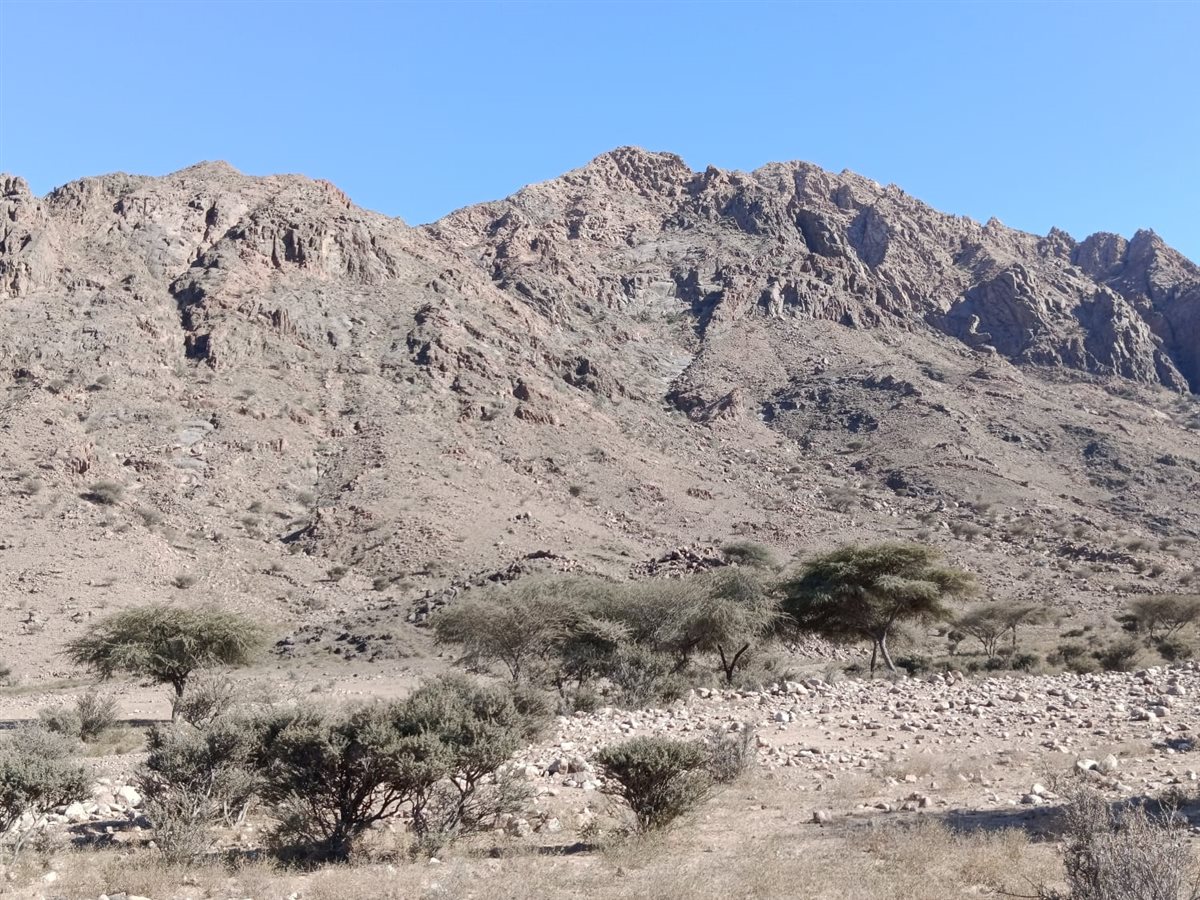 محمية جبل علبة بالبحر الأحمر 