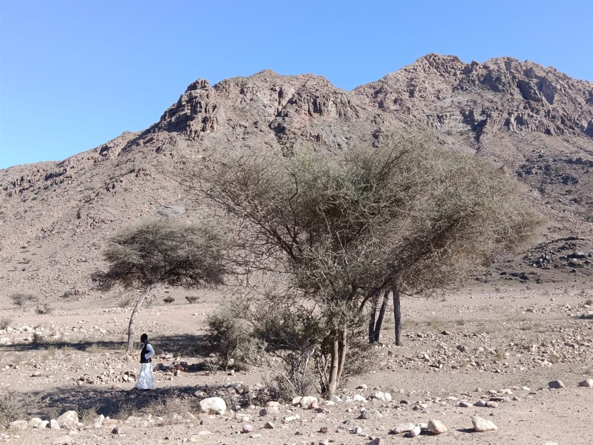 محمية جبل علبة بالبحر الأحمر 