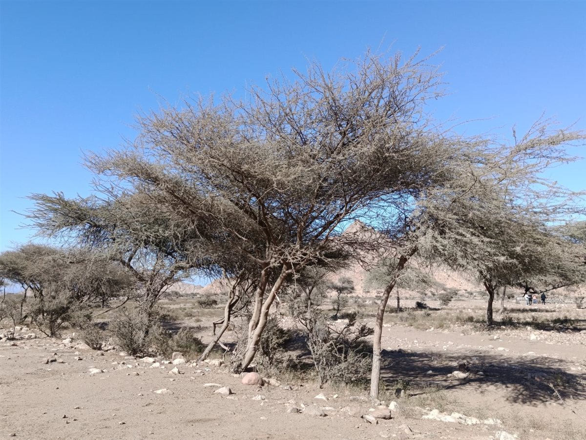 محمية جبل علبة بالبحر الأحمر 