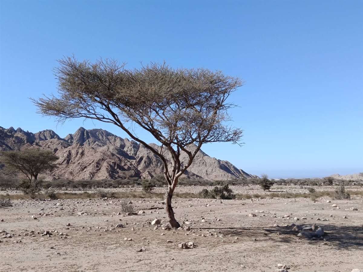 محمية جبل علبة بالبحر الأحمر 