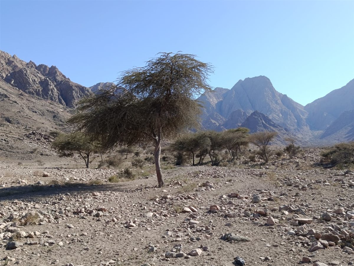 محمية جبل علبة بالبحر الأحمر 