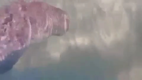 ظهور جديد لصغير عروس البحر بسفاجا
