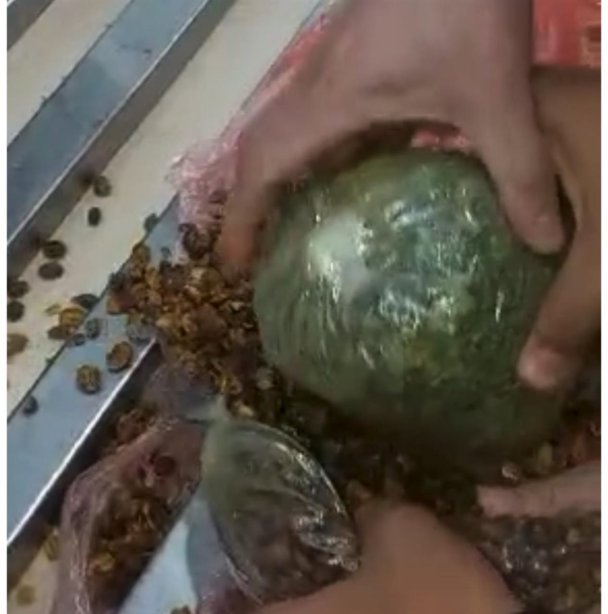 &nbsp;مخدر القات &nbsp;