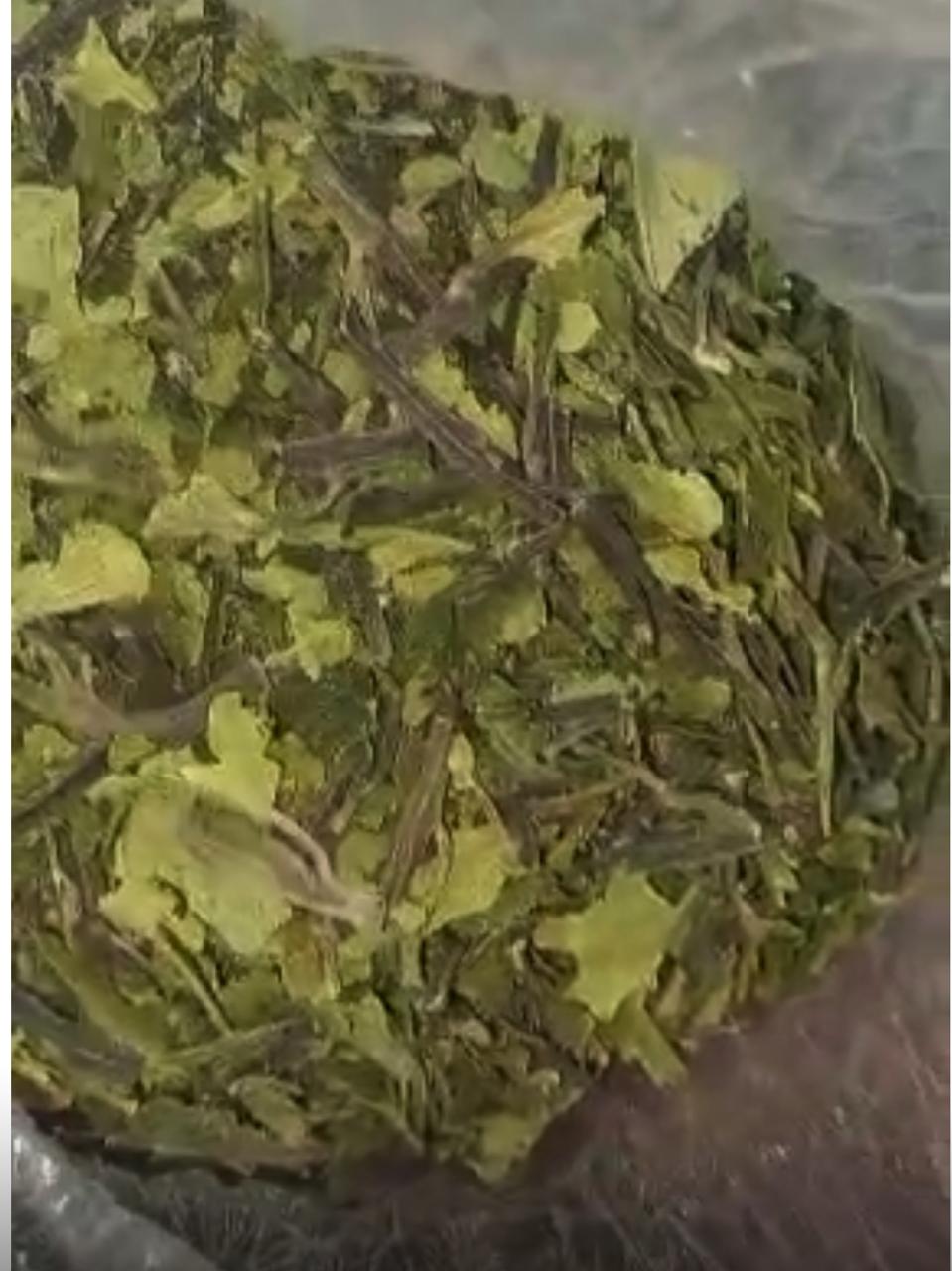 &nbsp;مخدر القات &nbsp;