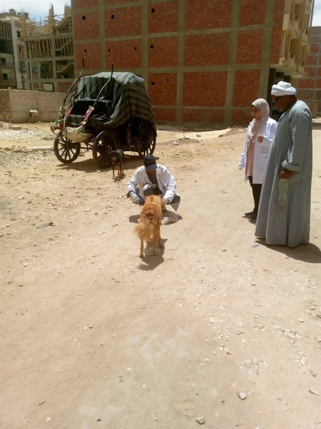 تحصين الكلاب الضالة بالأقصر&nbsp;